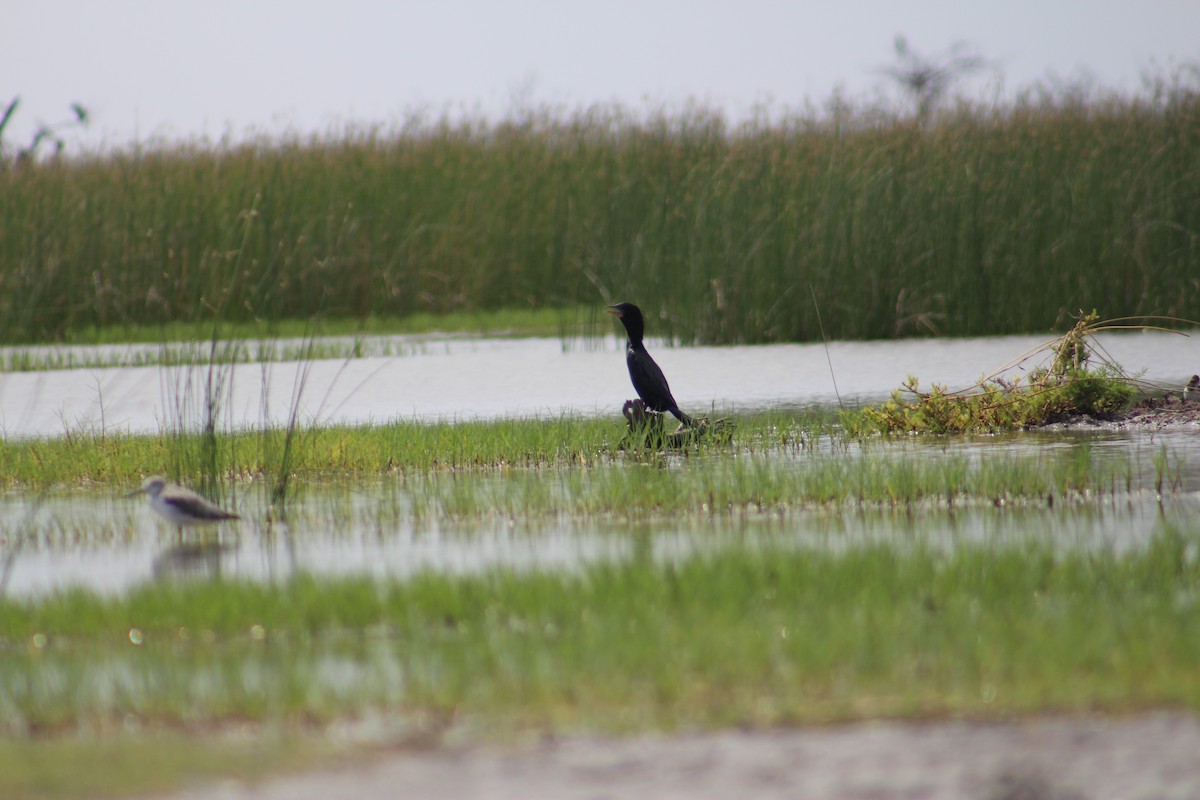 orientdvergskarv - ML644449867