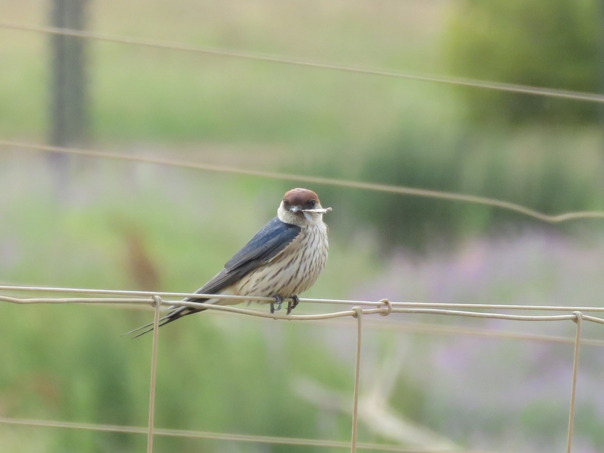 Капская ласточка - ML644449868