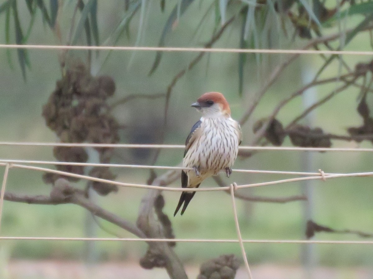 Капская ласточка - ML644449869