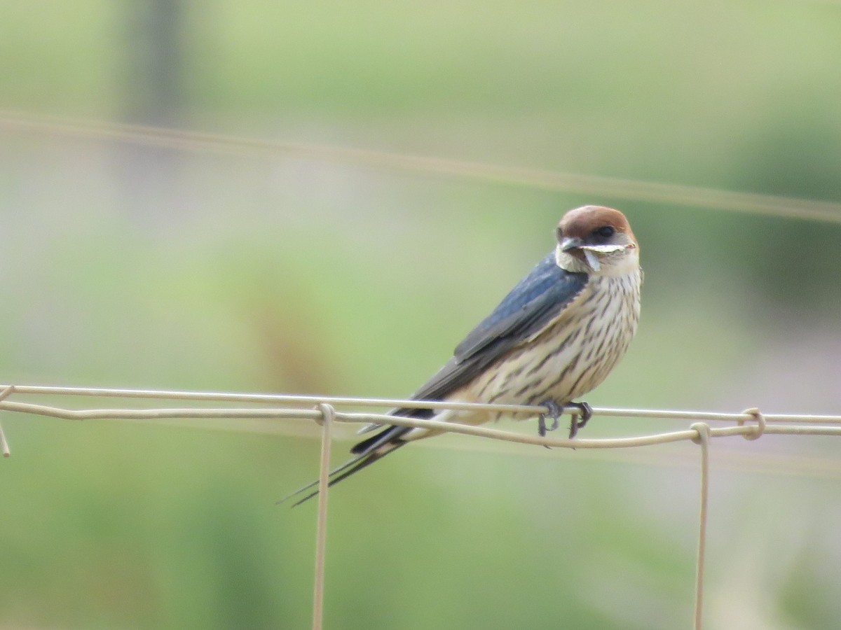 Капская ласточка - ML644449870