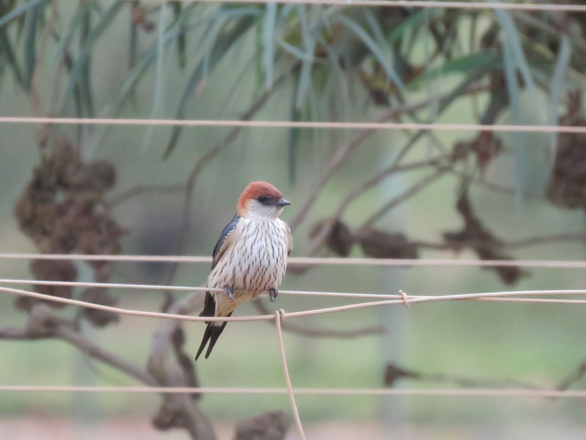 Капская ласточка - ML644449871