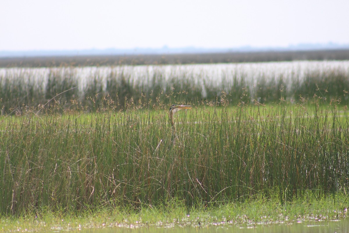 Рыжая цапля - ML644449886