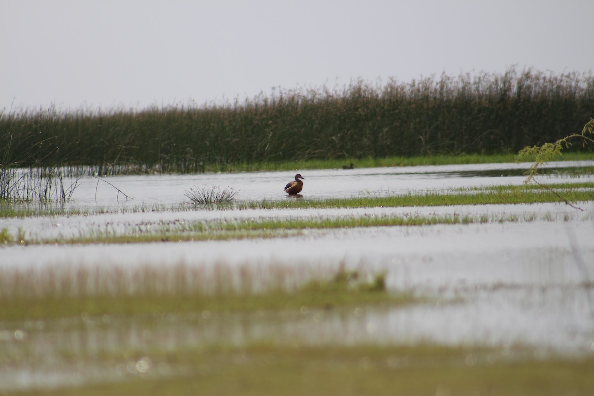 Lesser Whistling-Duck - ML644449891