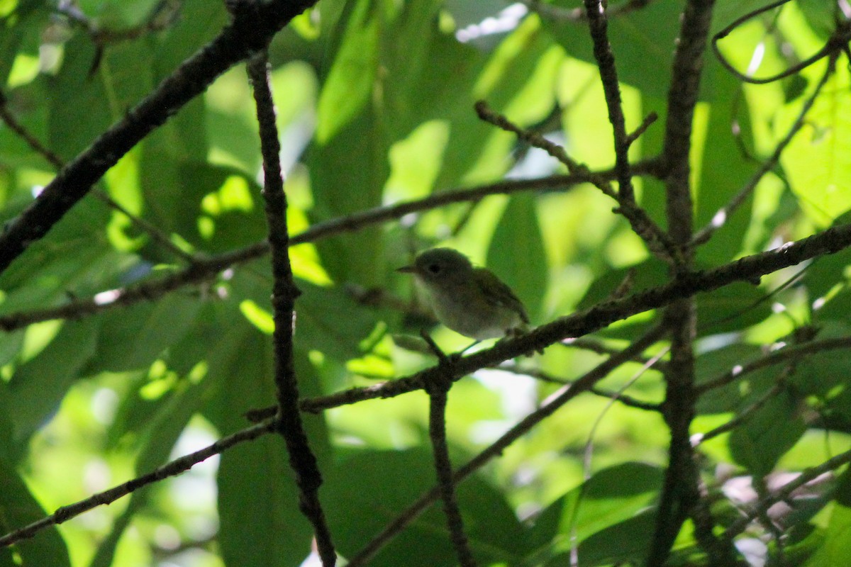 Lesser Greenlet - ML644449893