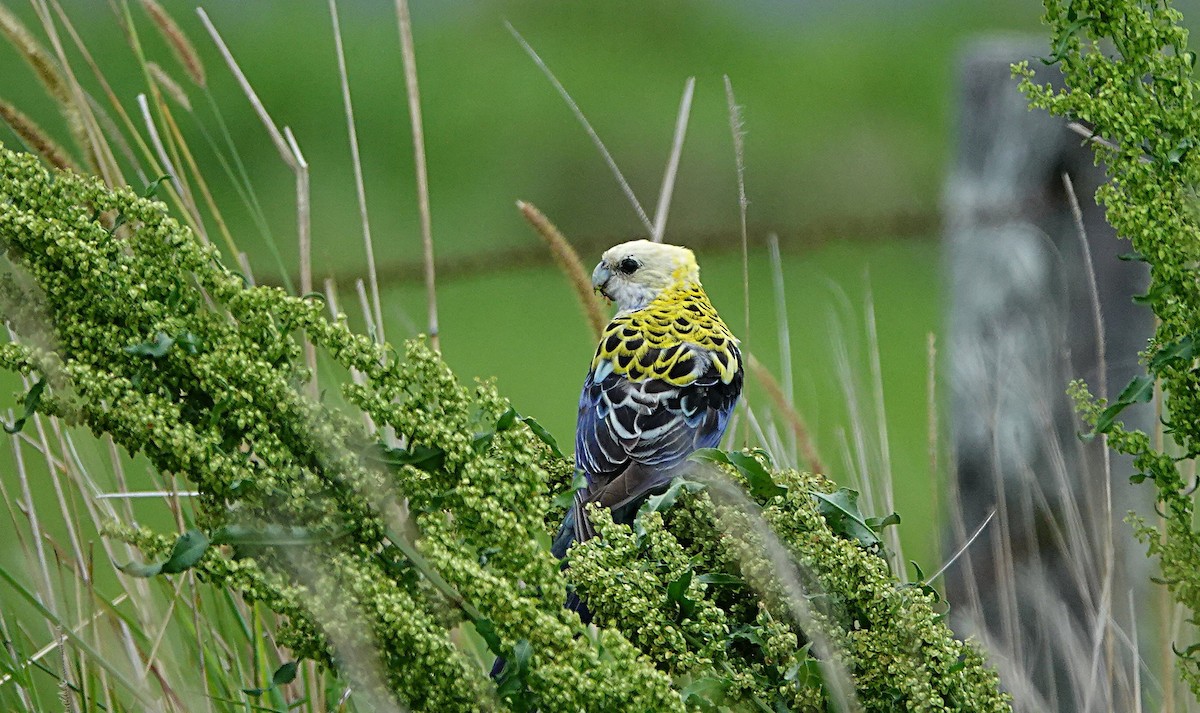 ホオアオサメクサインコ - ML644449894