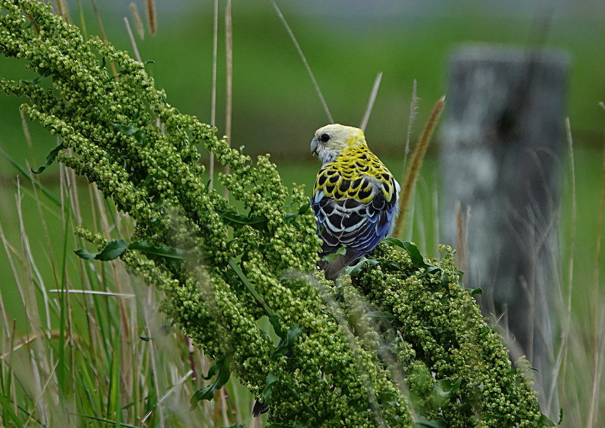 ホオアオサメクサインコ - ML644449895