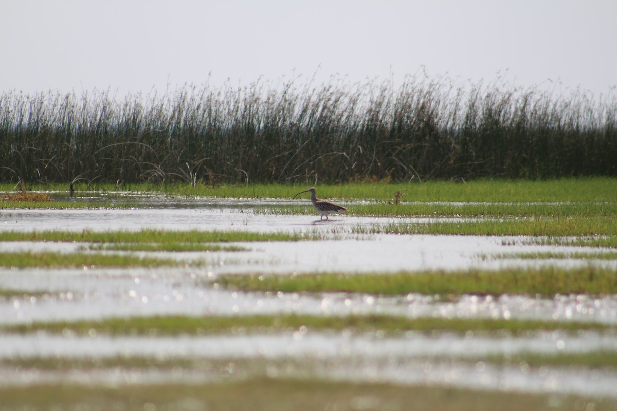 Eurasian Curlew - ML644449896