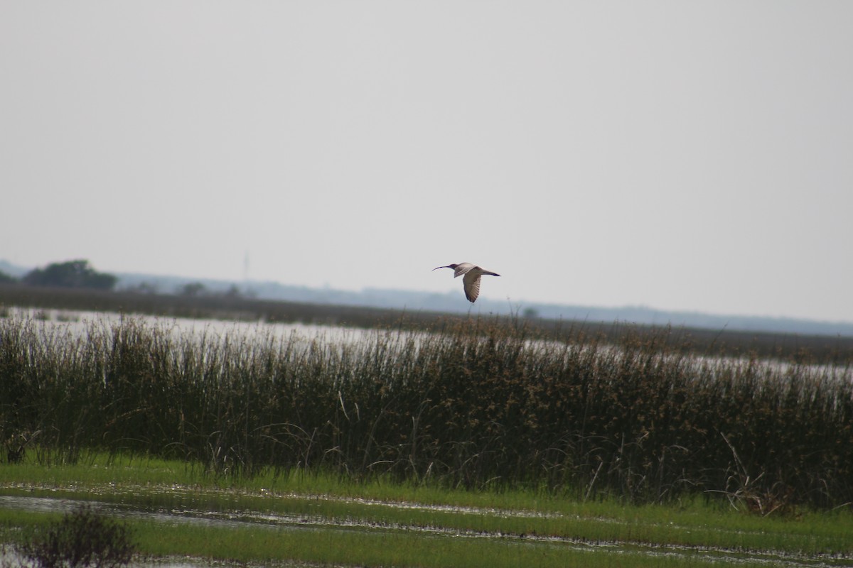 Eurasian Curlew - ML644449899