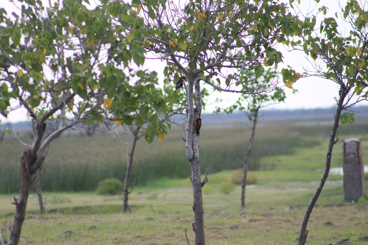 Black-rumped Flameback - ML644449911