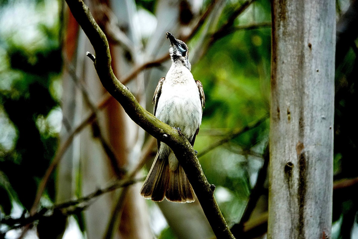Little Friarbird - ML644449912