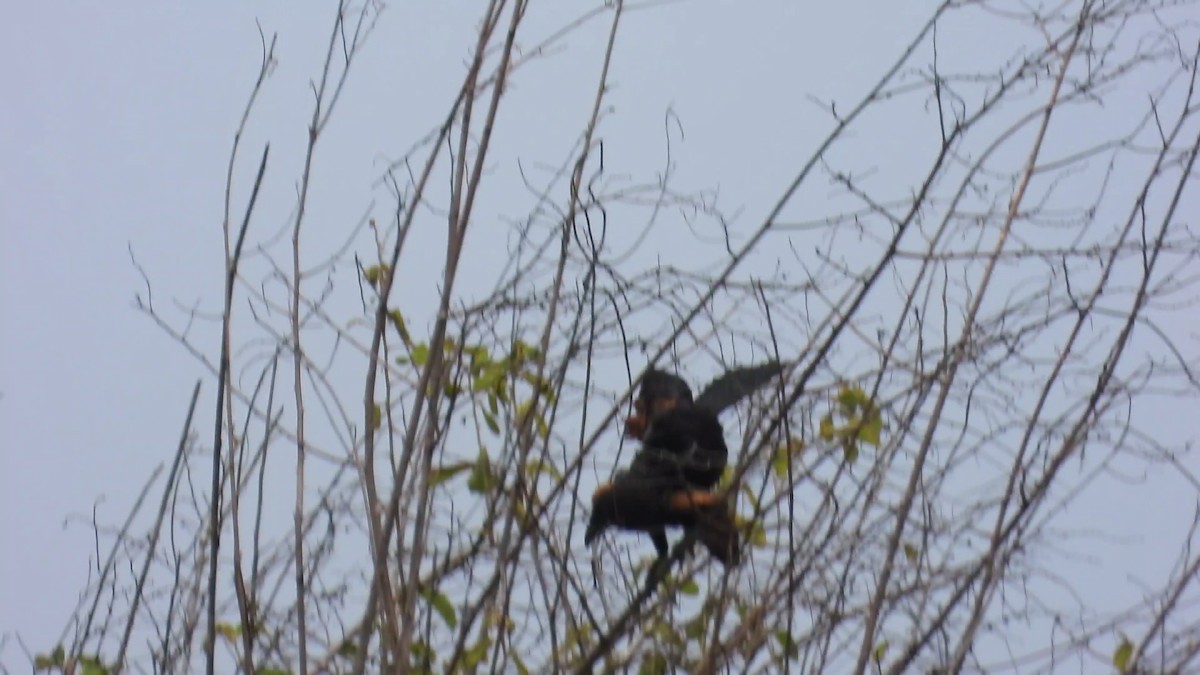 Sunda Coucal - ML644449918