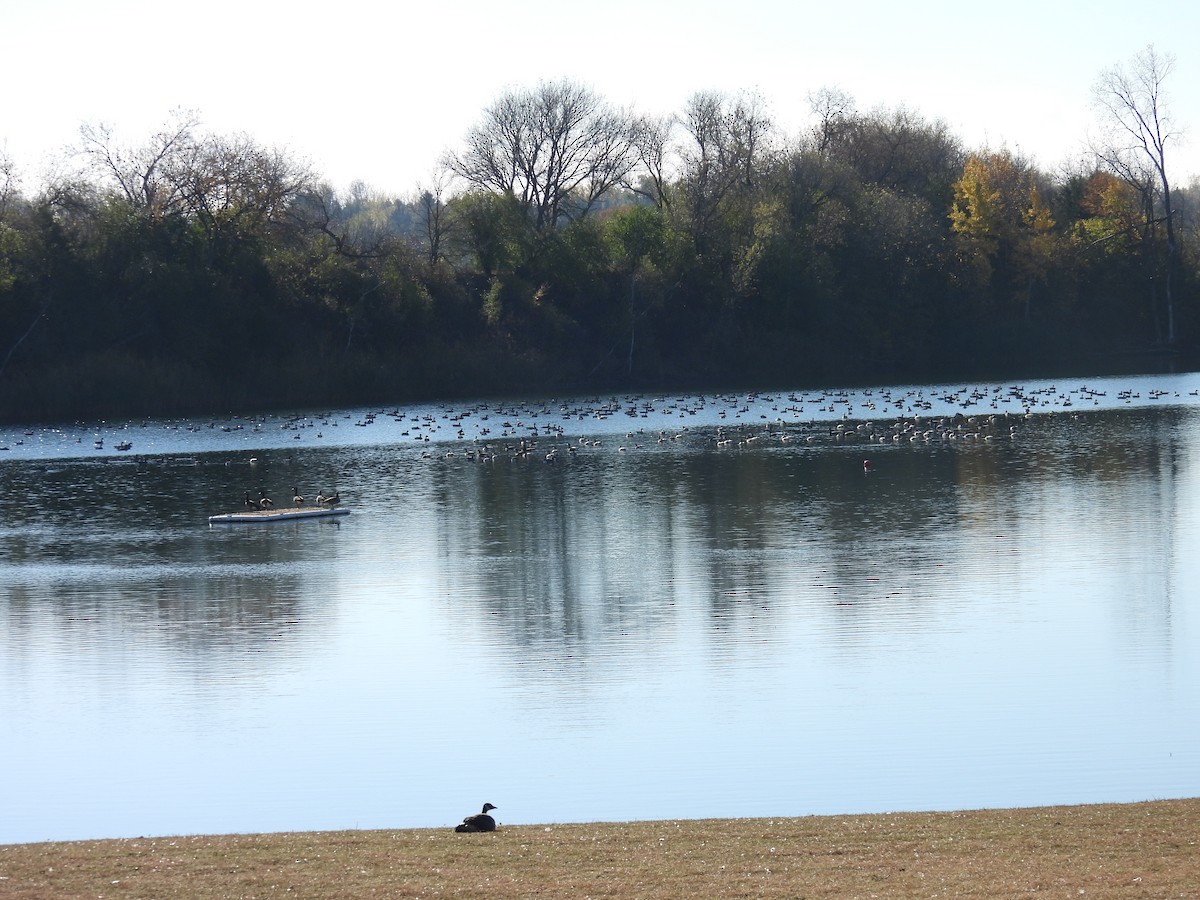 Branta kanadar handia - ML644449919