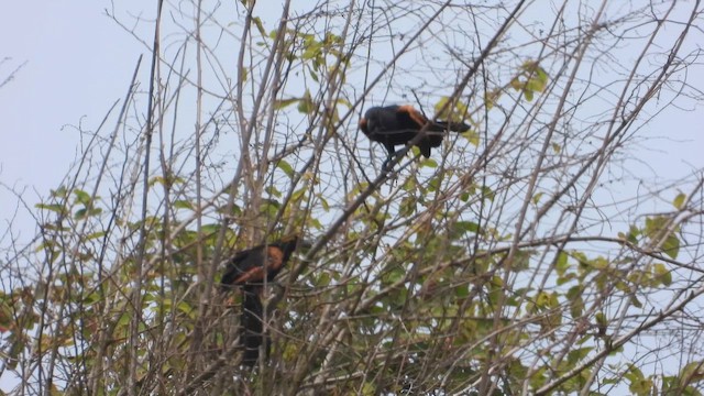 Sunda Coucal - ML644449920