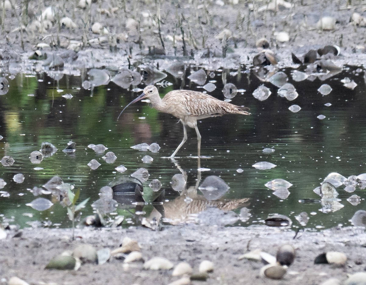 大杓鷸 - ML644449926