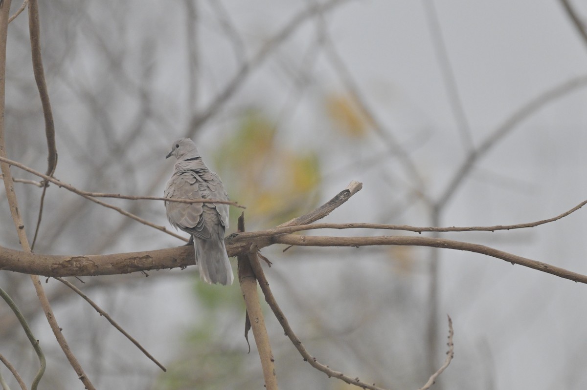 hrdlička zahradní - ML644449927