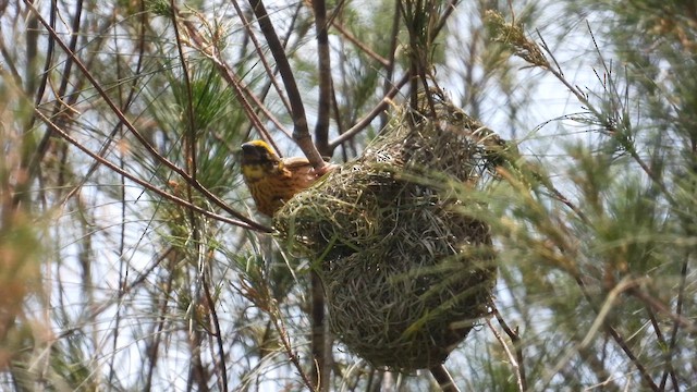 Streaked Weaver - ML644449934
