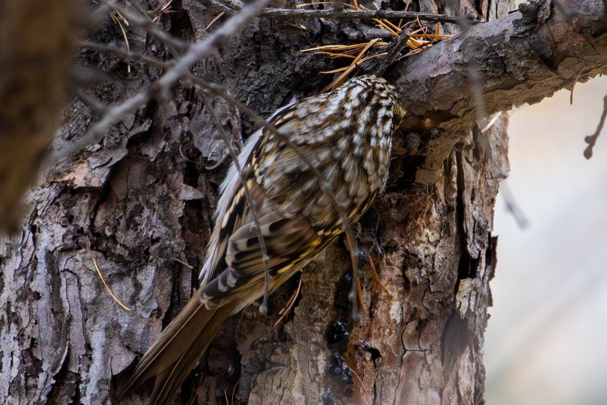 Хөвчийн бялзуумар - ML644449938