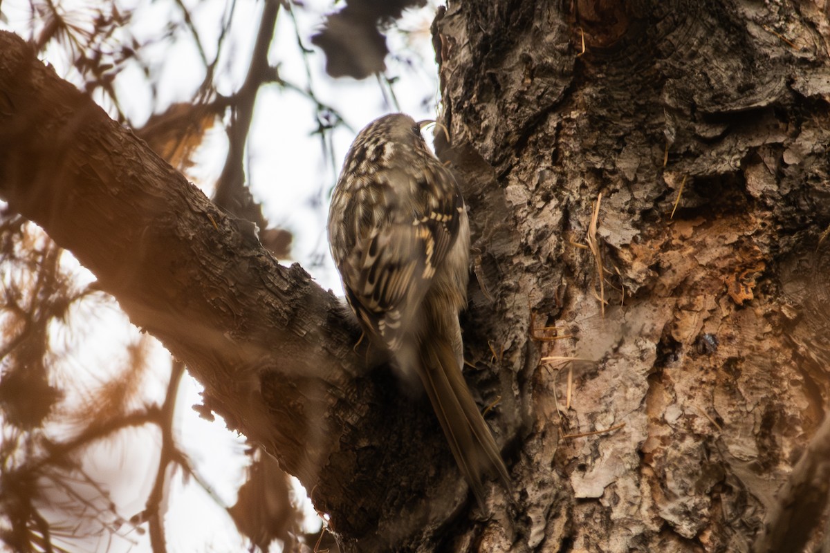 Хөвчийн бялзуумар - ML644449939