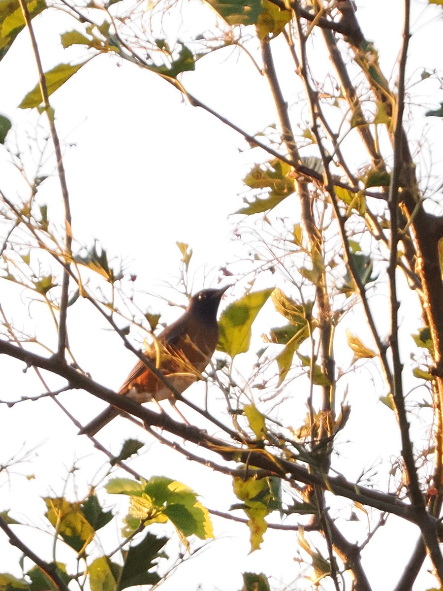 brunhodetrost - ML644449954