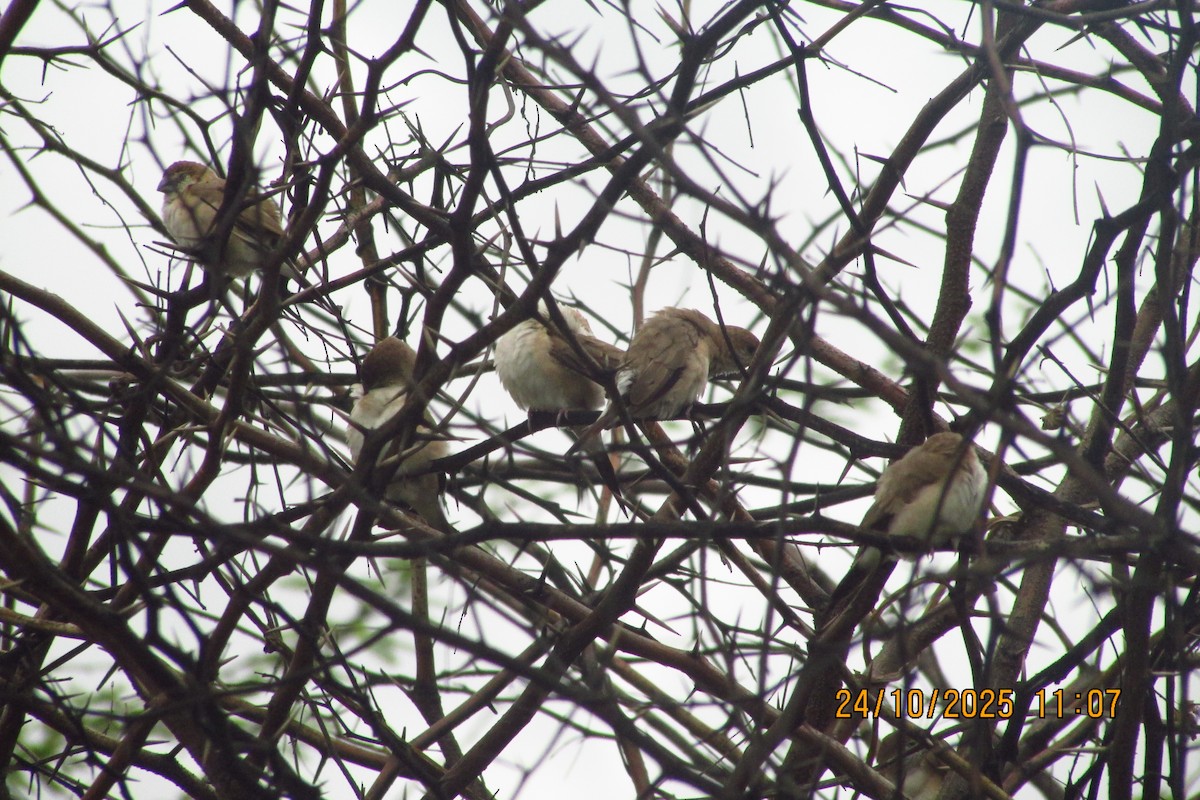 Indian Silverbill - ML644449956