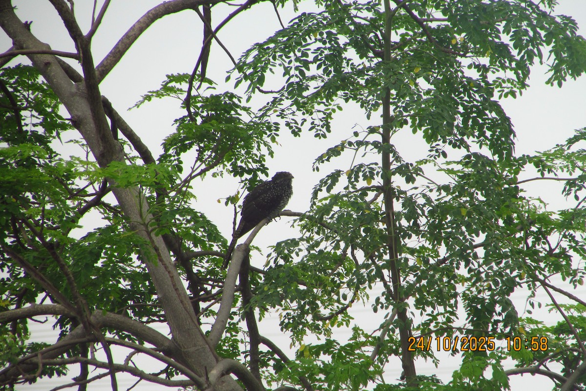 Asian Koel - ML644449964