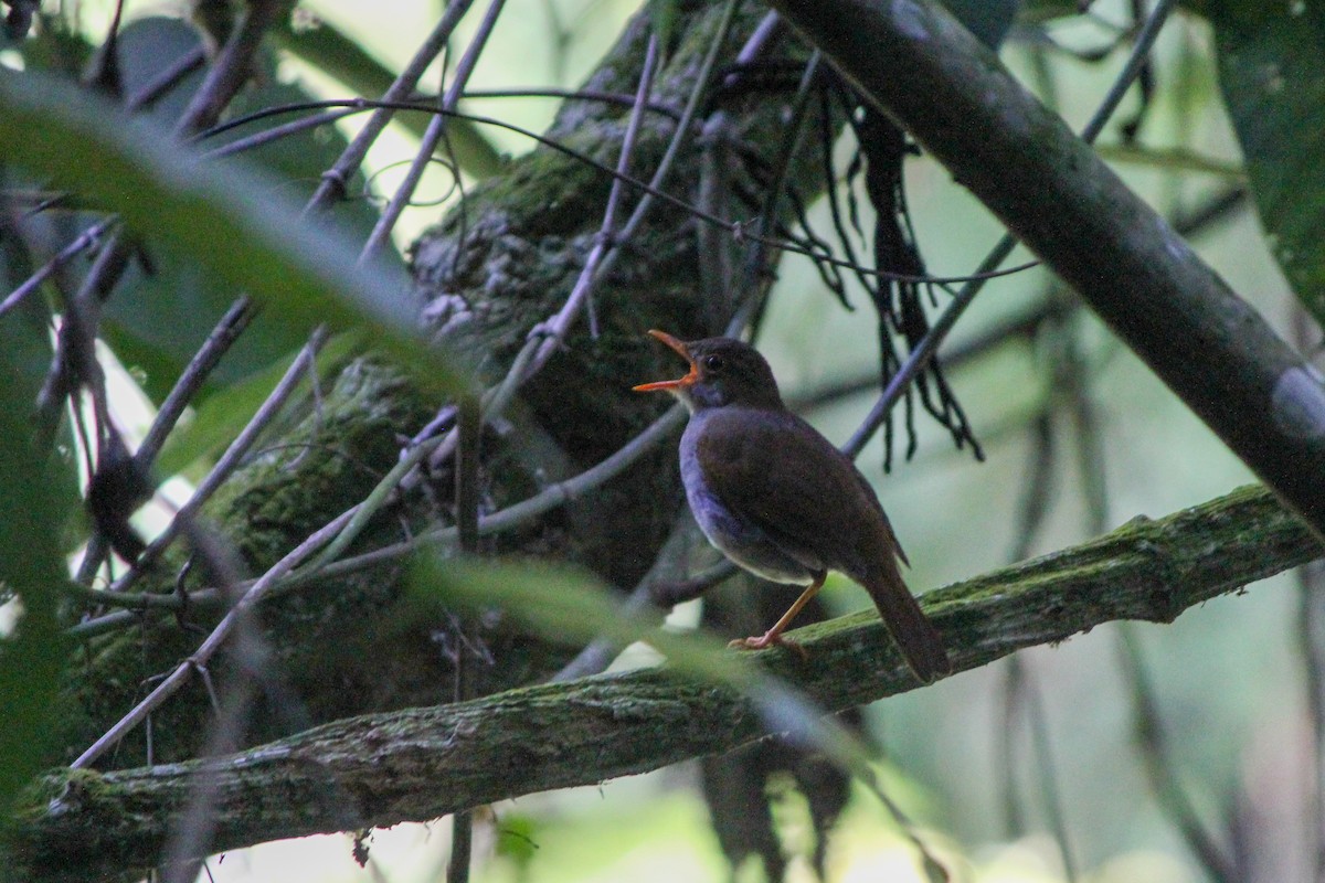 Orange-billed Nightingale-Thrush - ML644449969