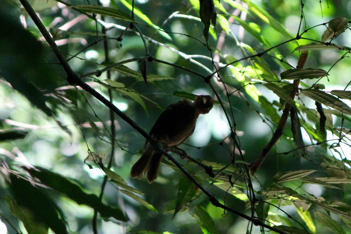 Red-crowned Ant-Tanager - ML644449971