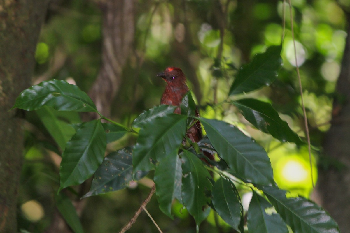 Red-crowned Ant-Tanager - ML644449972