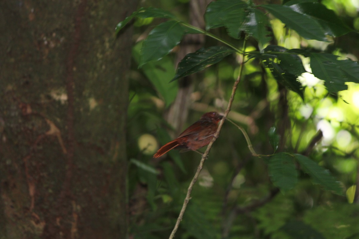 Red-crowned Ant-Tanager - ML644449973
