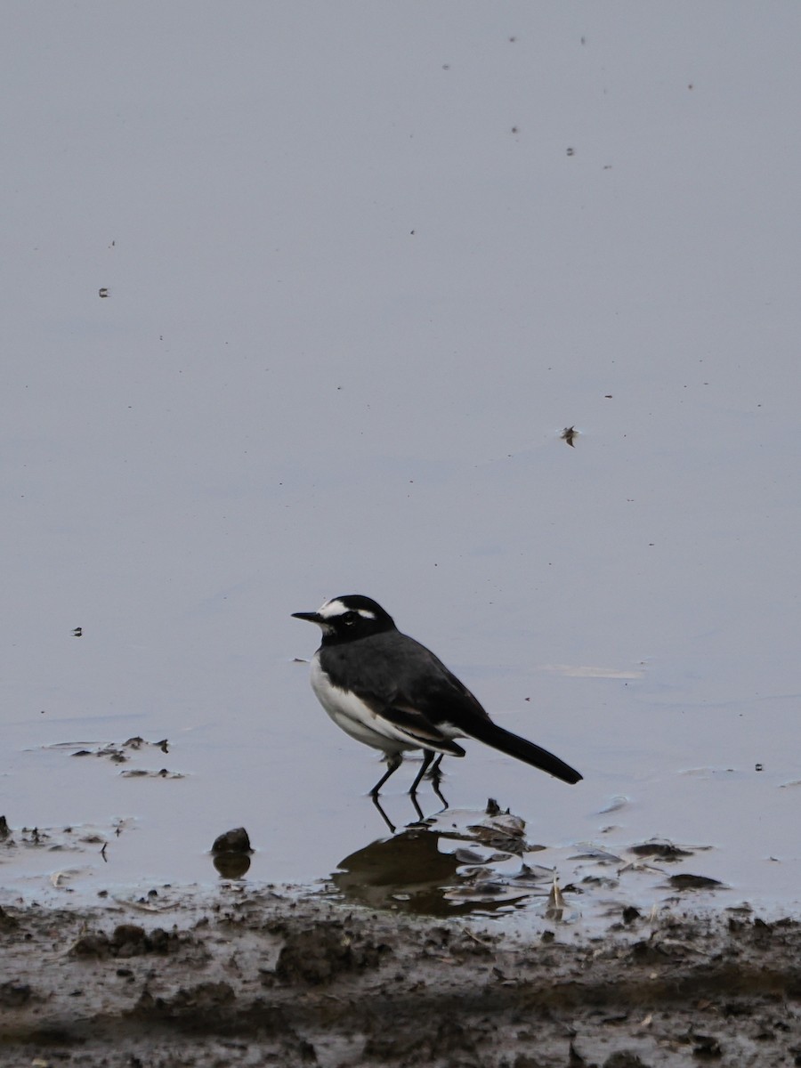 日本鶺鴒 - ML644449974