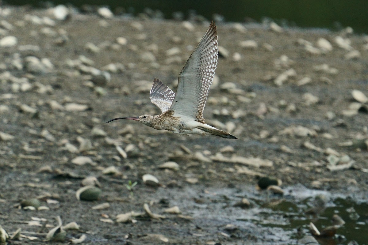 大杓鷸 - ML644449999