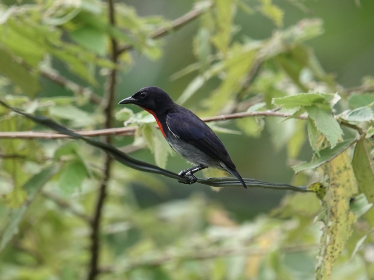 Gray-sided Flowerpecker - ML644450005