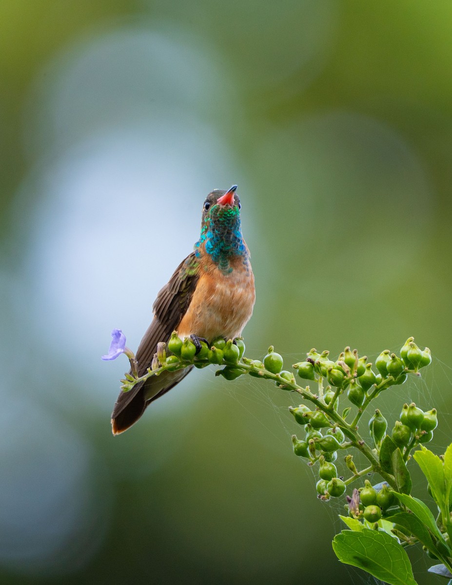 Amazilia Hummingbird - ML644450009