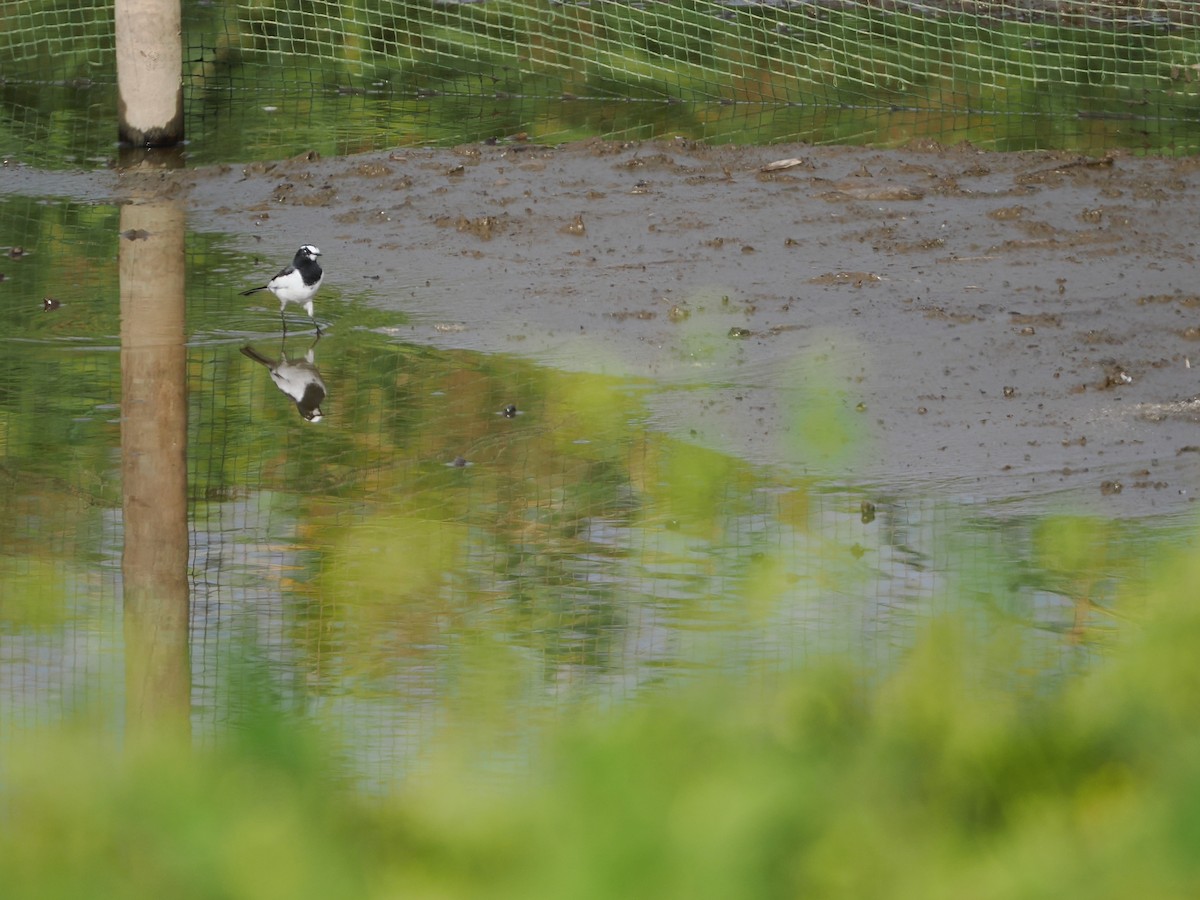 日本鶺鴒 - ML644450011