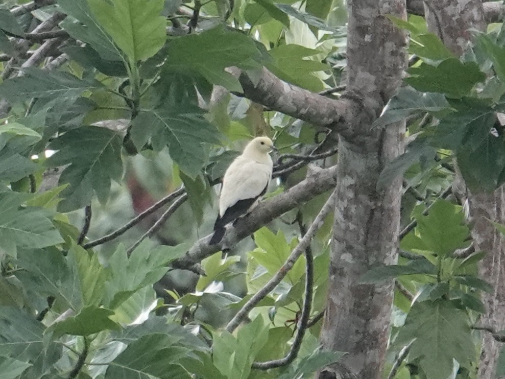 Pied Imperial-Pigeon - ML644450019