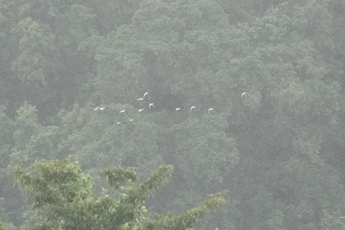 Pied Imperial-Pigeon - ML644450021