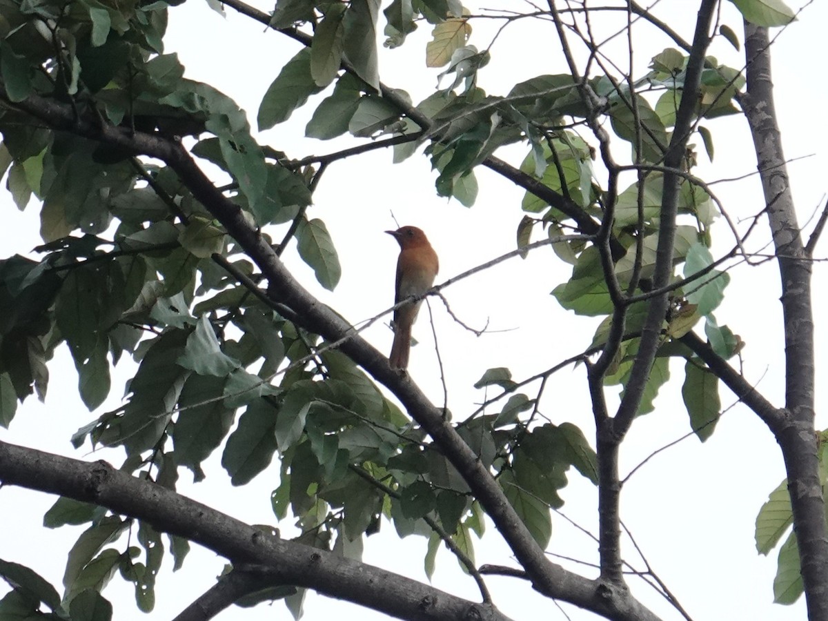 Rufous Paradise-Flycatcher - ML644450023