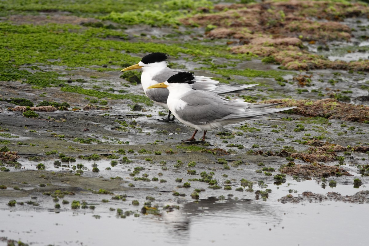 Крячок жовтодзьобий - ML644450035