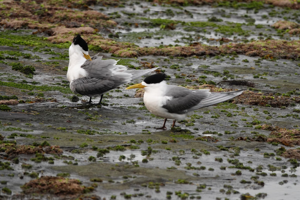 Крячок жовтодзьобий - ML644450036