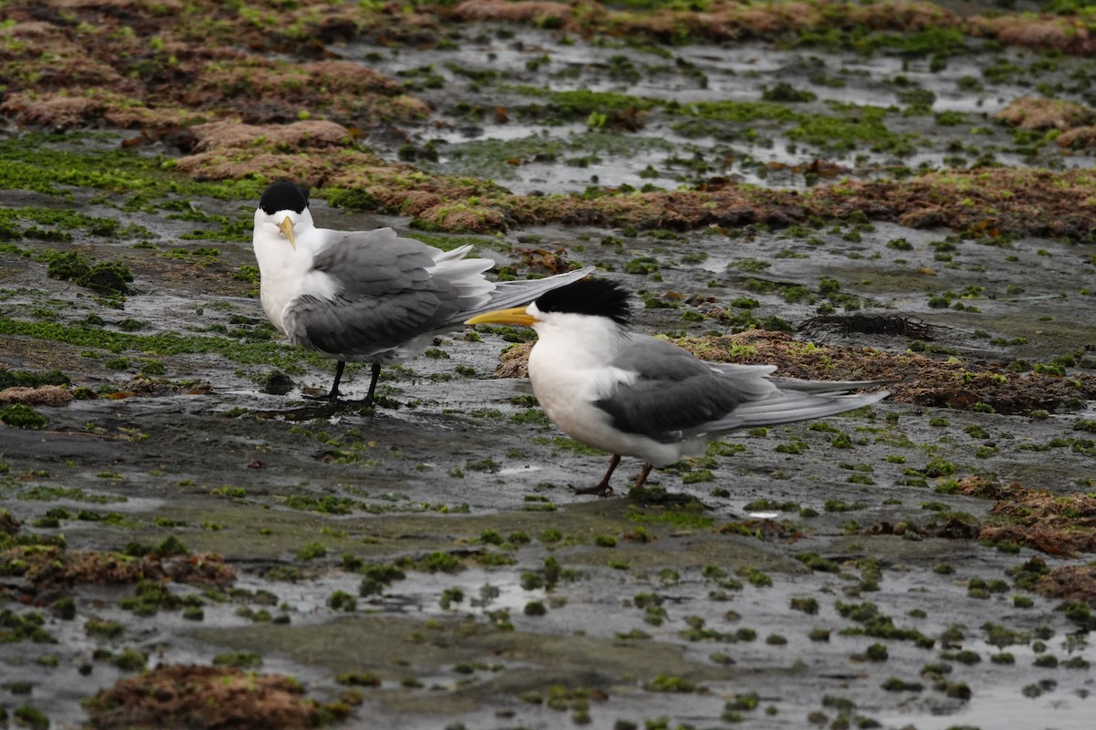 Крячок жовтодзьобий - ML644450037