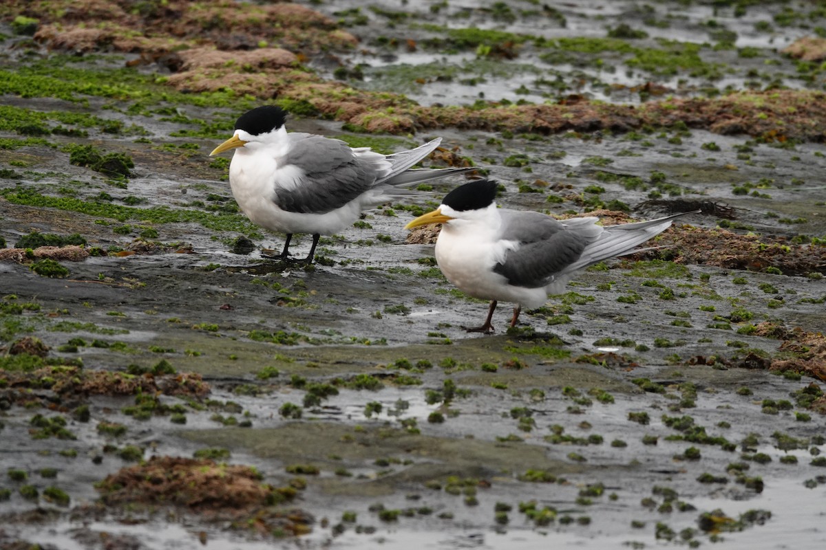 Крячок жовтодзьобий - ML644450038