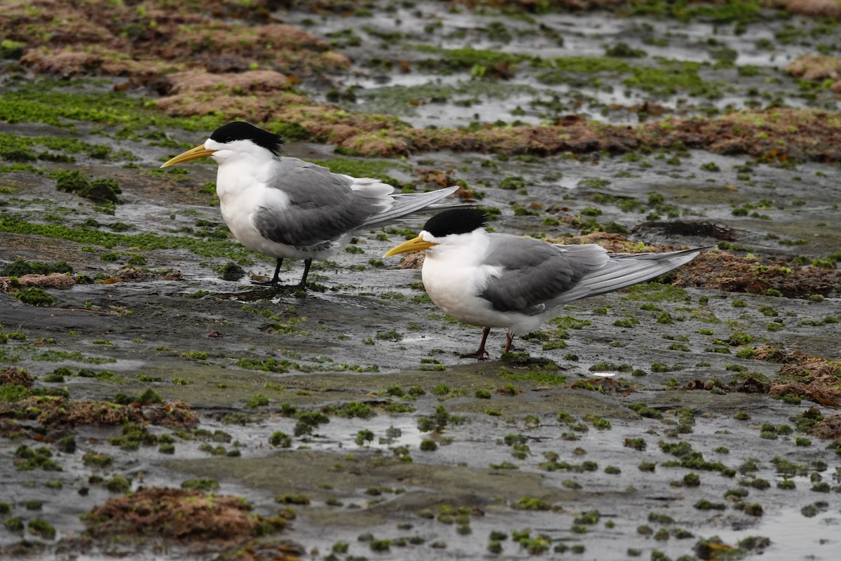 Крячок жовтодзьобий - ML644450039