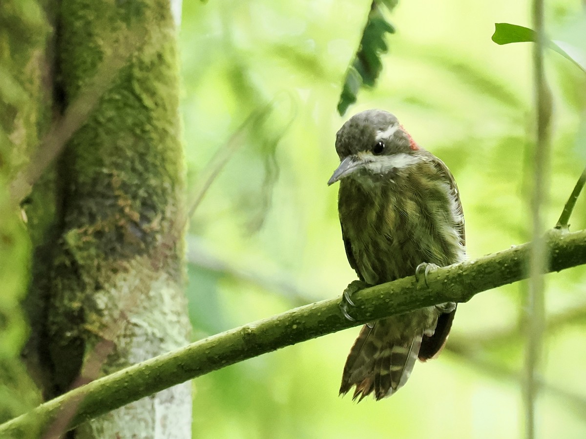 Selebes Ağaçkakanı - ML644450056