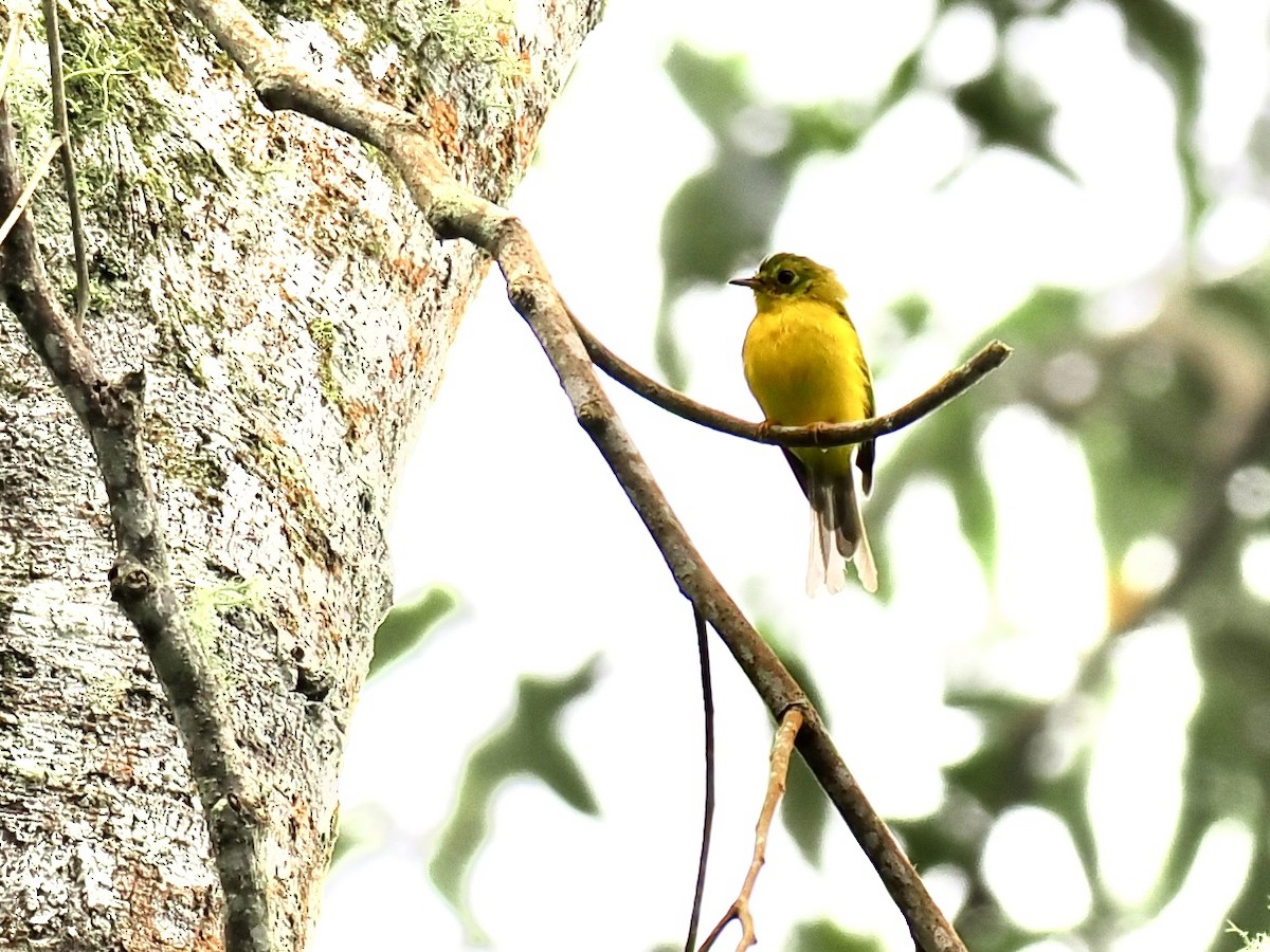 Citrine Canary-Flycatcher - ML644450064