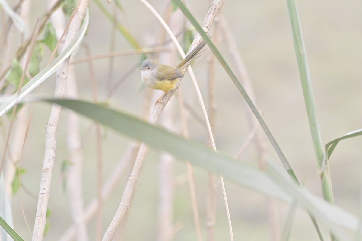 Yellow-bellied Prinia - ML644450065