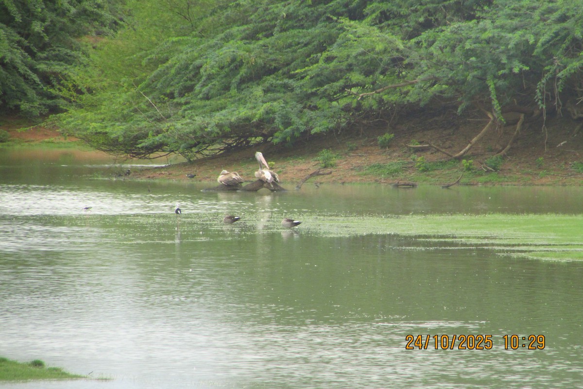 Пестроклювый пеликан - ML644450066