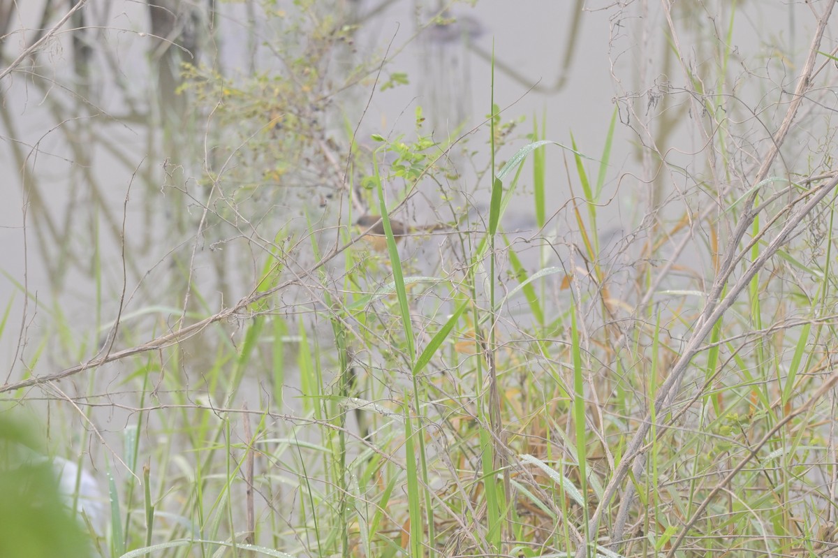 Ashy Prinia - ML644450071