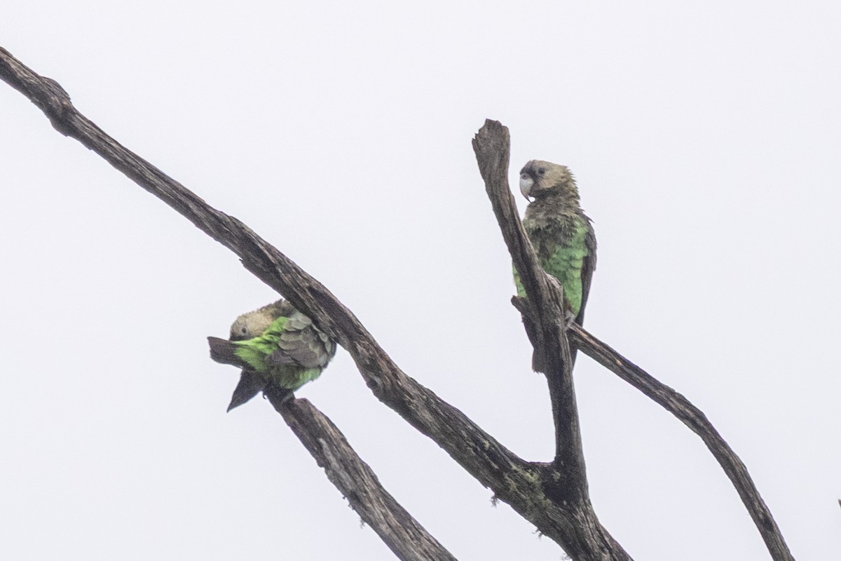 Буроголовый попугай - ML644450077