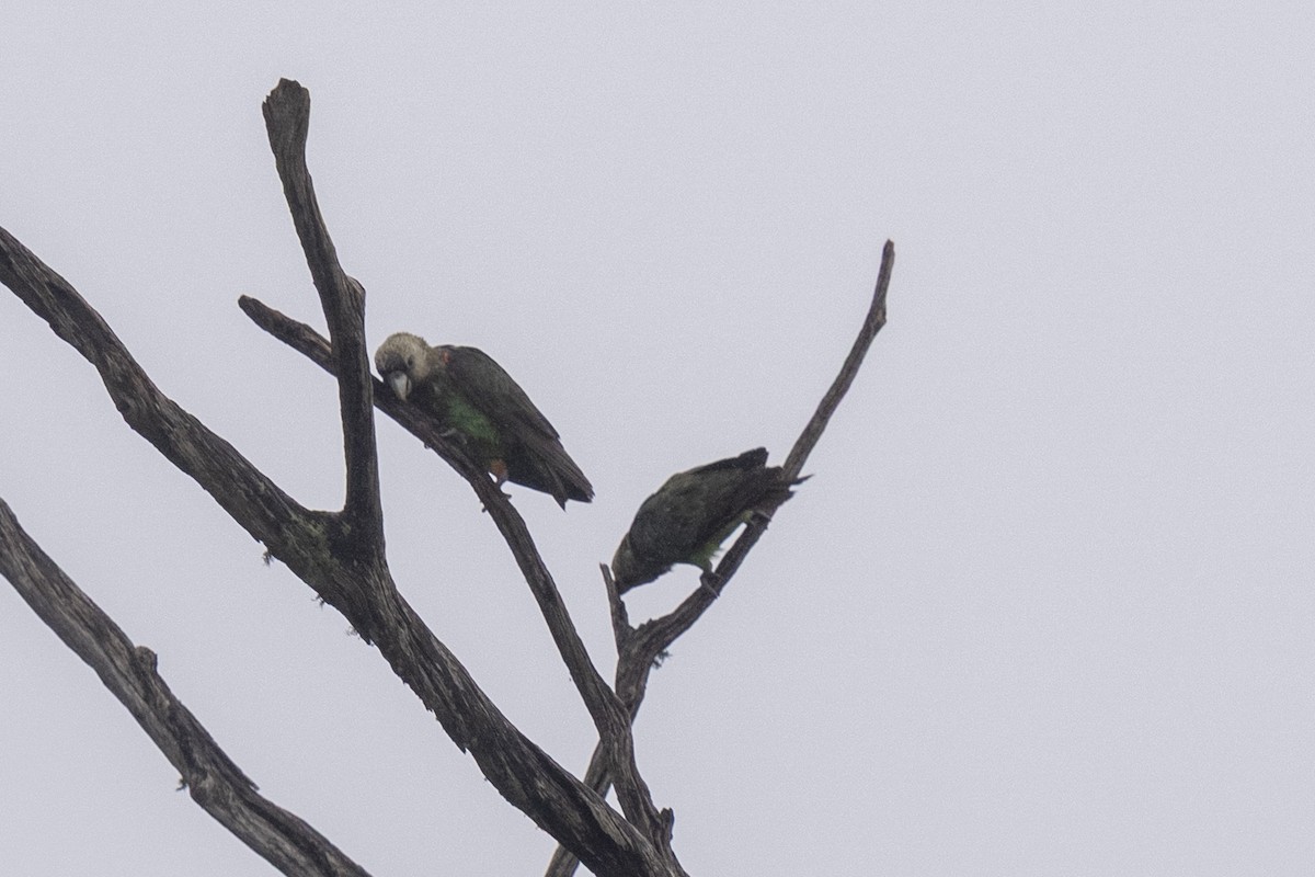 Буроголовый попугай - ML644450078