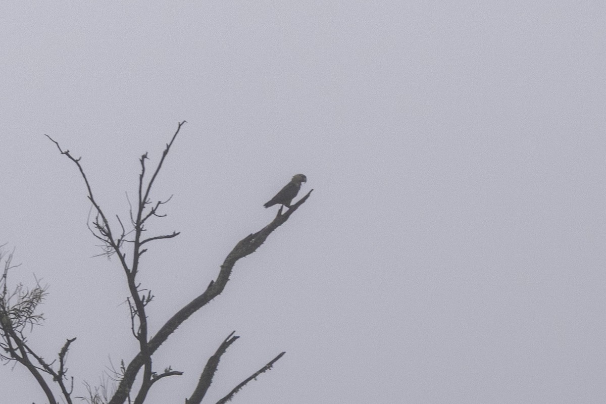 Буроголовый попугай - ML644450079